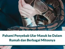 Ular Masuk Rumah Malam Hari Artinya Apa? Simak Penyebabnya!