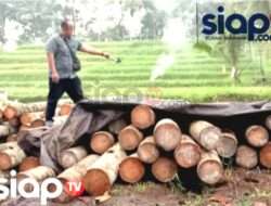 AMPL Anggap Tindakan Polisi Mengamankan Terduga Provokator Penebangan Liar di Banyuwangi Sudah Tepat