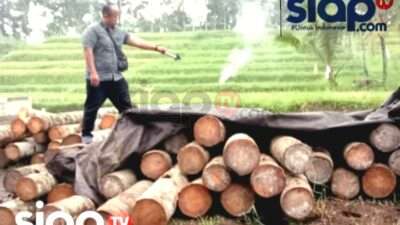 AMPL Anggap Tindakan Polisi Mengamankan Terduga Provokator Penebangan Liar di Banyuwangi Sudah Tepat