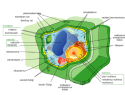 Bagian-Bagian Sel – Abduweb