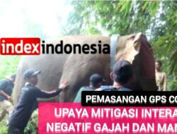 Kegiatan Pemasangan GPS Collar Kedua, Upaya Mitigasi Interaksi Negatif Gajah dan Manusia