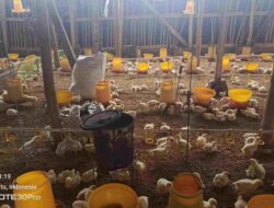 Perawatan Intensif Ayam Broiler Usia 16 Hari di Peternakan Ayam Samudra Jaya