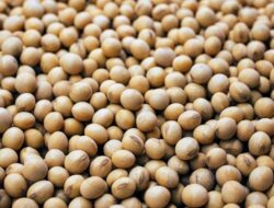 DPR Minta Produksi Kedelai Jadi Prioritas, Mentan Amran Ungkap Rencana tapi Masih Tunggu Anggaran