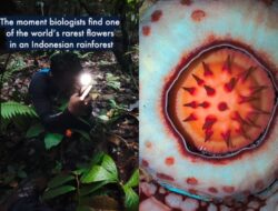 Detik-detik Haru Pemandu Bengkulu Menangis Saksikan Rafflesia Langka Mekar Setelah 13 Tahun Pencarian